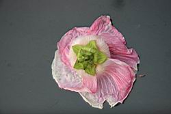 山芙蓉-花萼01.jpg