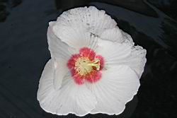 山芙蓉-花01.jpg