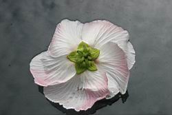 山芙蓉-花背00.jpg