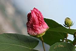 山芙蓉-花落前00.jpg