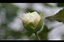 山芙蓉-花苞06.JPG