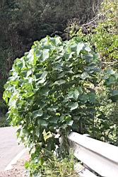 山芙蓉00.JPG