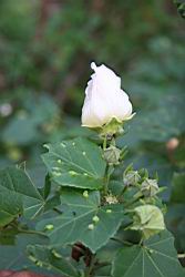 山芙蓉35.jpg