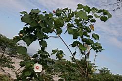 山芙蓉20.jpg