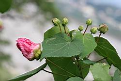 山芙蓉21.jpg