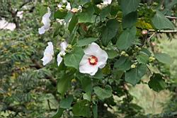 山芙蓉30.jpg