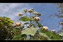 山芙蓉-實06.JPG