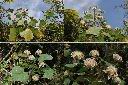 山芙蓉-實1.jpg