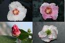 山芙蓉-花1.jpg
