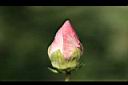 山芙蓉-花苞02.jpg