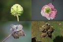山芙蓉-花萼1.jpg