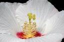 山芙蓉-花蕊00.jpg