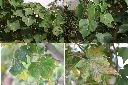 山芙蓉-葉1.jpg