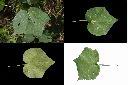 山芙蓉-葉2.jpg