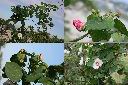 山芙蓉2.jpg