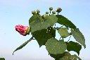 山芙蓉31.jpg