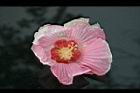 山芙蓉-下午花1.jpg