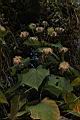 山芙蓉-實01.JPG