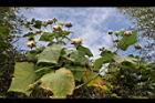 山芙蓉-實03.JPG