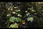 山芙蓉-實04.JPG
