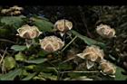 山芙蓉-實15.JPG