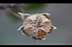 山芙蓉-實18.jpg