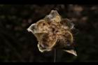 山芙蓉-種子05.JPG