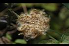 山芙蓉-種子06.JPG