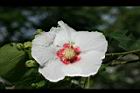 山芙蓉-花01.jpg