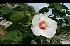 山芙蓉-花02.jpg