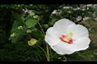 山芙蓉-花04.jpg