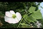 山芙蓉-花05.jpg