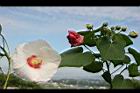 山芙蓉-花06.jpg