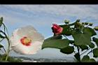 山芙蓉-花07.jpg