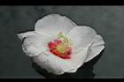 山芙蓉-花09.jpg