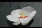 山芙蓉-花10.jpg