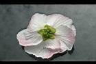 山芙蓉-花背01.jpg
