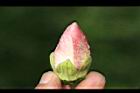 山芙蓉-花苞03.jpg