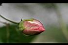 山芙蓉-花苞04.jpg