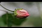 山芙蓉-花苞05.jpg