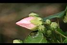 山芙蓉-花苞06.jpg