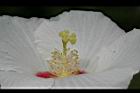 山芙蓉-花蕊01.jpg