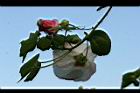 山芙蓉25.jpg