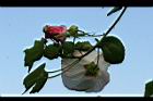 山芙蓉26.jpg