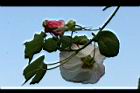 山芙蓉27.jpg