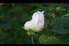 山芙蓉33.jpg