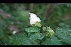 山芙蓉34.jpg