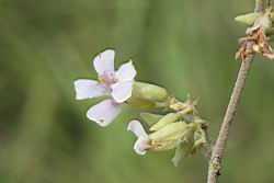 山芝麻-花00.JPG