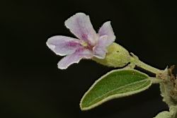 山芝麻-花06.JPG