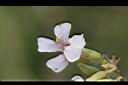 山芝麻-花04.JPG